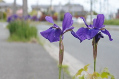 Love Love 3：道ばたのロマンス