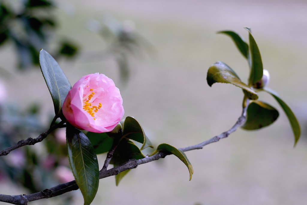 春の兆し３：写真句
