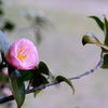 春の兆し３：写真句