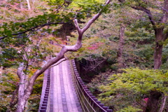 吊り橋の秋