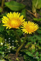 写真句：寄り添って