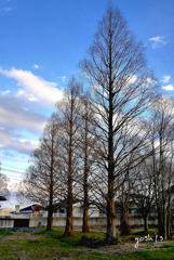 写真エッセイ：公園の樹・冬１：メタセコイア