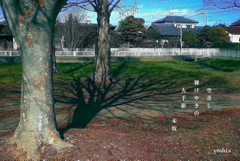 写真句：Shadow２：枯れ枝２：欅