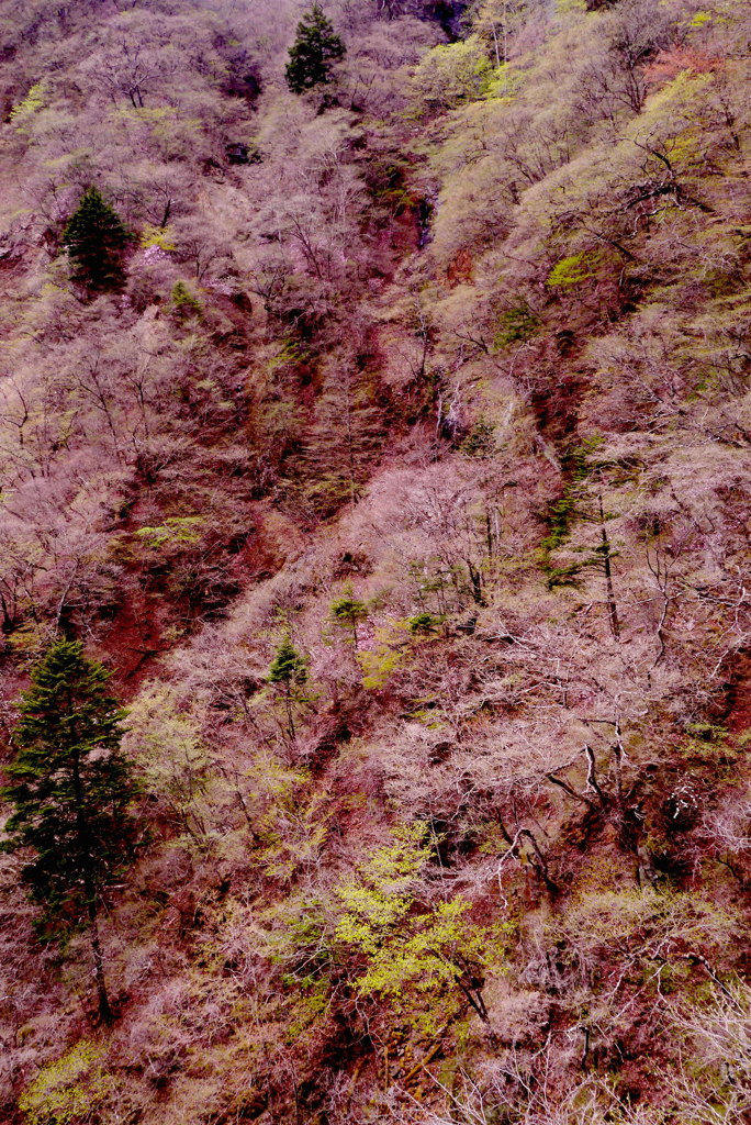 山の色