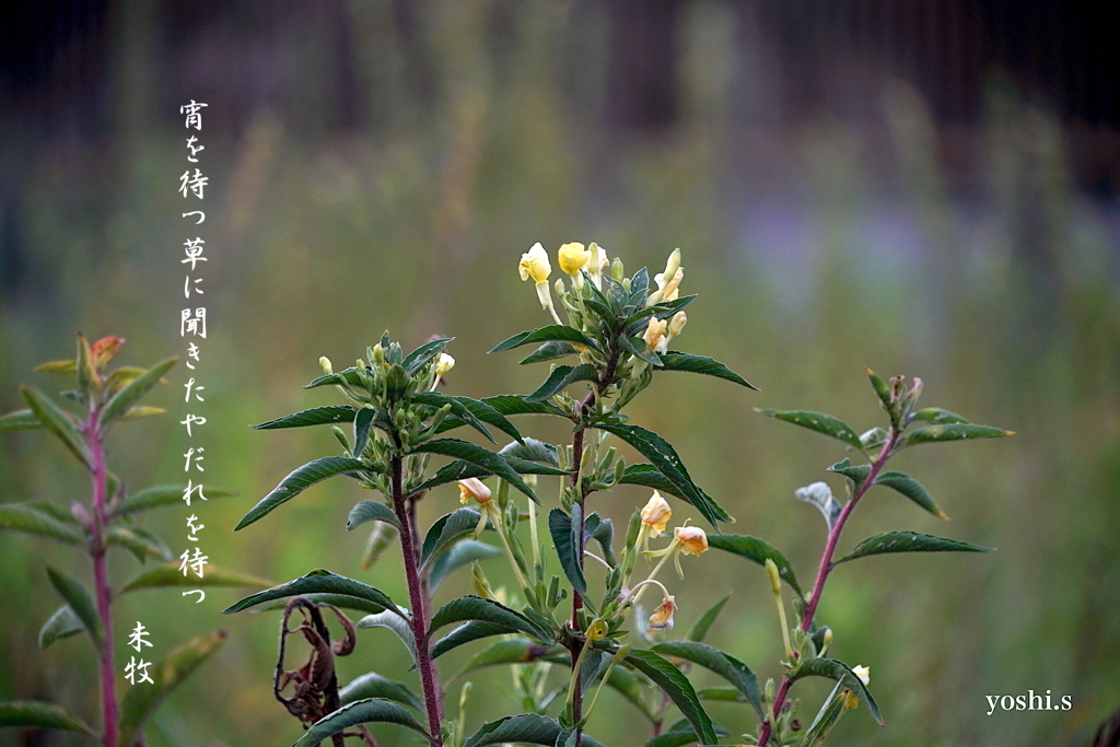 写真句：待宵草