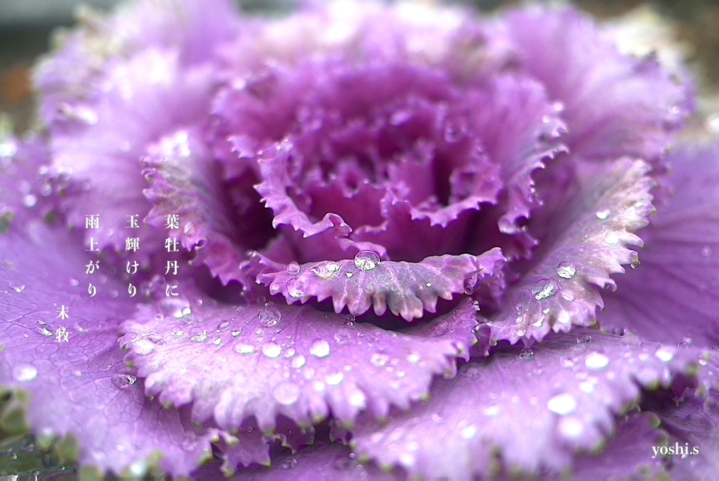 写真句：葉牡丹