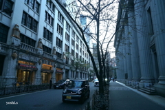 写真エッセイ：東京11：日本橋にて10：江戸桜通り