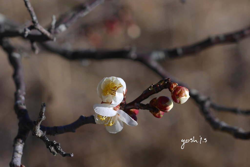 梅花４：梅蕾（写真歌）