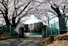 写真エッセイ：桜３：裏門の桜：NTW329
