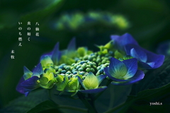 写真句：野のいのち１：八仙花