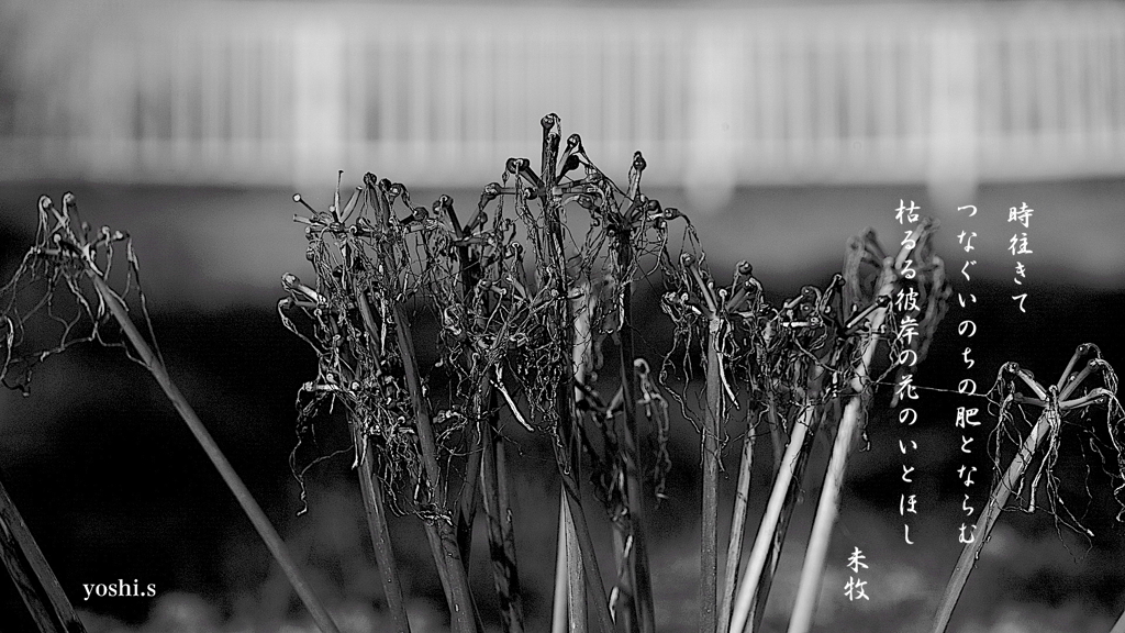 写真歌：いとしの枯れ１：彼岸花：B&W