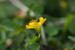 写真エッセイ：小さい虫 on 小さな花