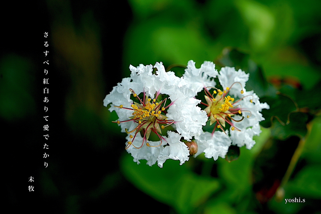 写真句： 百日紅３：白花２