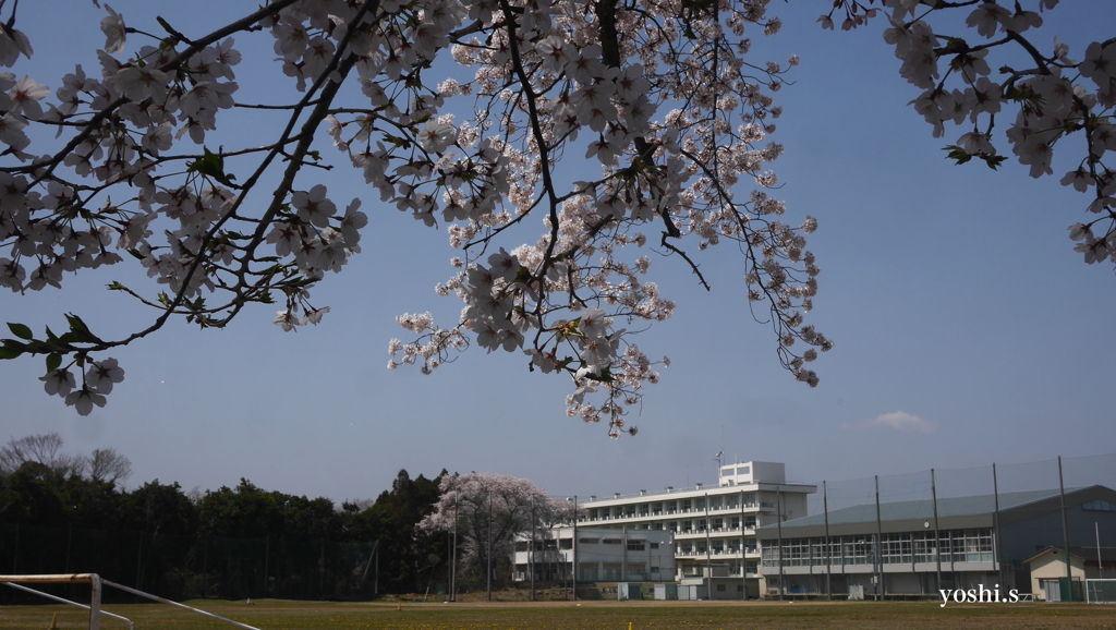 写真エッセイ：桜９：高校と桜：NTW330