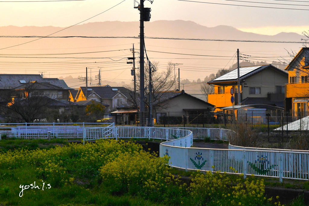 写真歌：菜の花に夕日：誕辰に因んで：NTW228