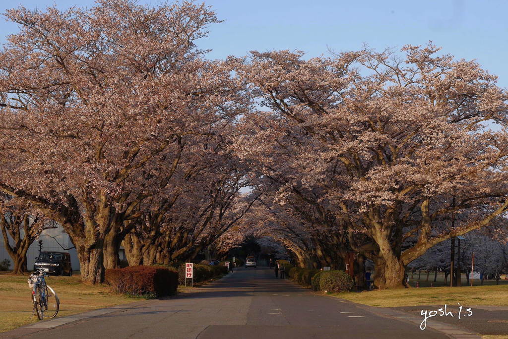 写真エッセイ：さくら公園すっ飛び行脚 11