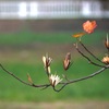 写真句：翼果
