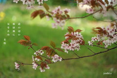 写真句：桜屏風