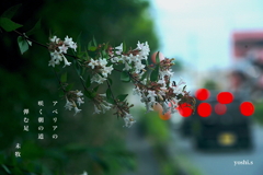 写真句：アベリアの道