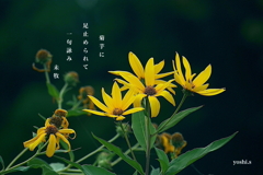 写真句：菊芋の花