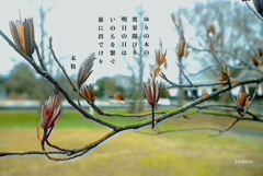 写真歌：翼果