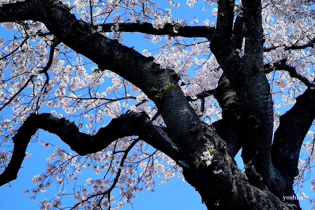 写真エッセイ：桜１