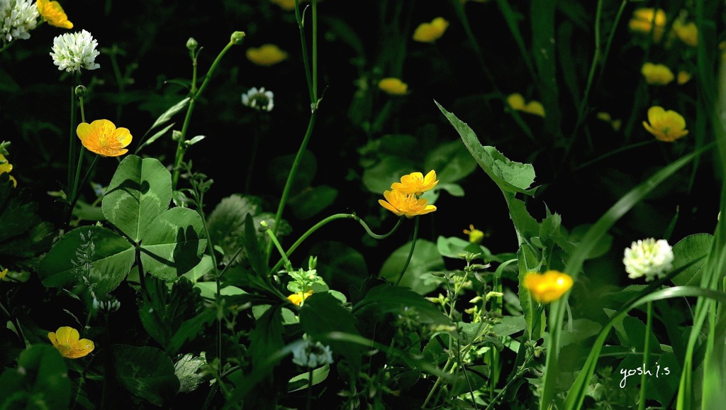 写真掌編：草花たちのプレリュード１