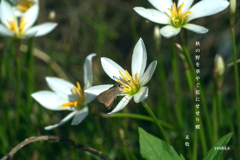 写真句：秋の花１：玉すだれ