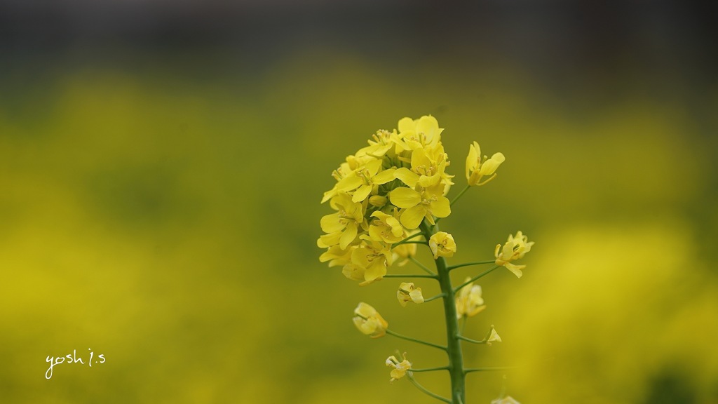 写真エッセイ：春の花たち２：咲き誇る菜の花