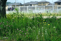 写真句：写真エッセイ：野のいのち５：会議中