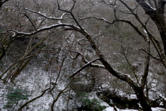 花貫冬景色３