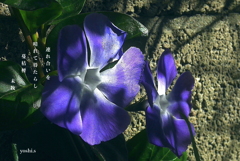 写真句：連れ合い