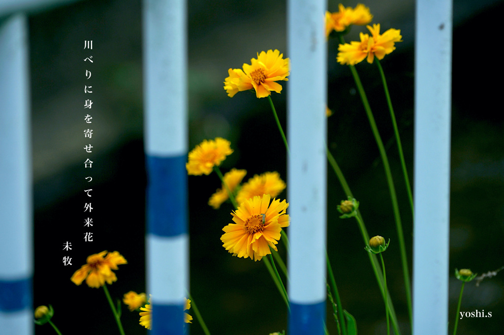 写真句：外来花