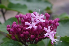 花10：ボタンクサギ