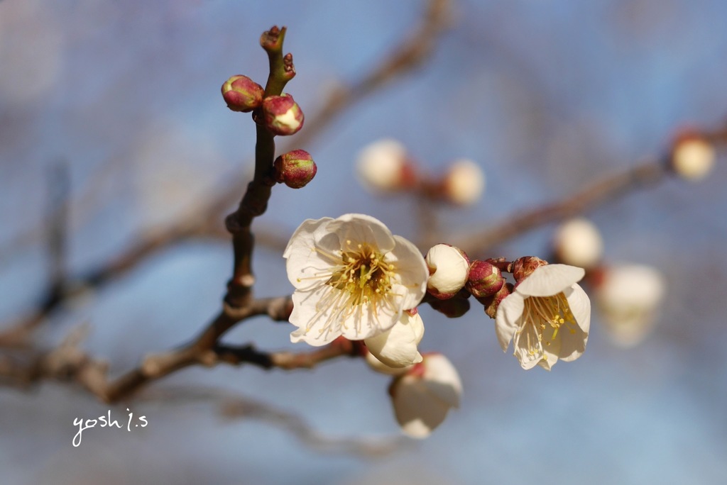 梅花２： 春が来た（写真句）