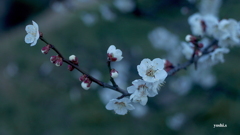 写真歌：木の花