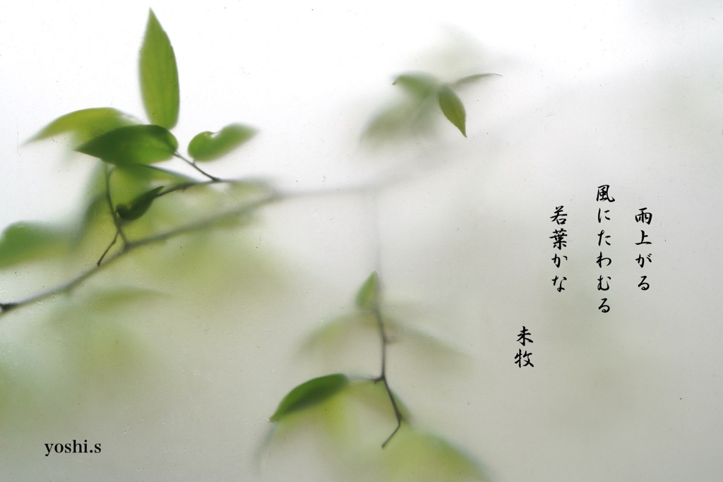 写真句：若葉萌ゆ