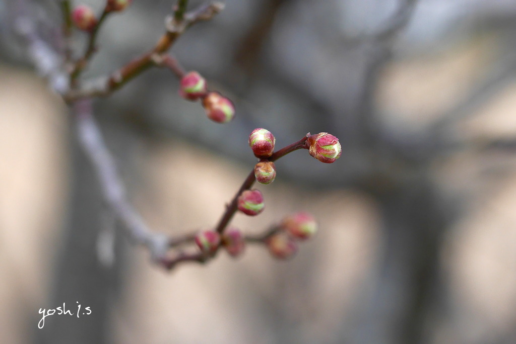 写真句：梅蕾