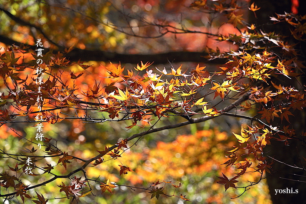 写真句：花貫渓谷紅葉狩り2023その８