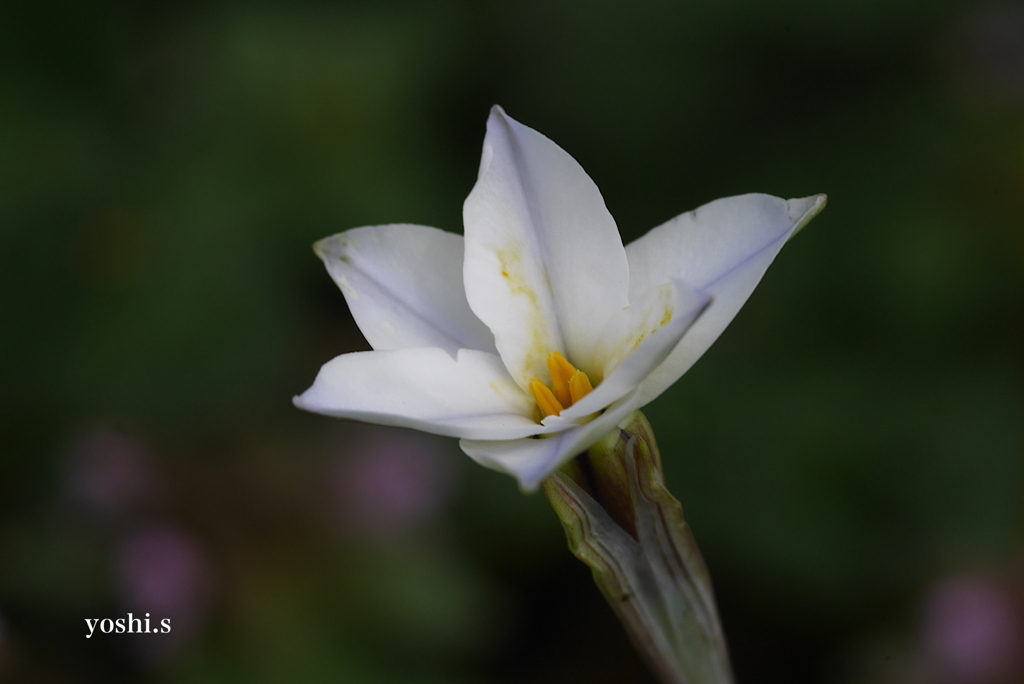 写真句：地の花４：ベツレヘムの星２