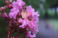 雨に濡れた百日紅：写真句