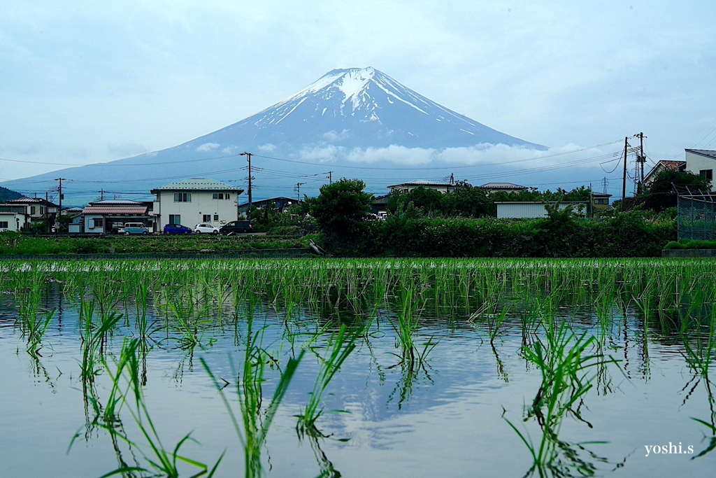 写真エッセイ：冠雪の富士 Photo Trip１：早苗植え渡す