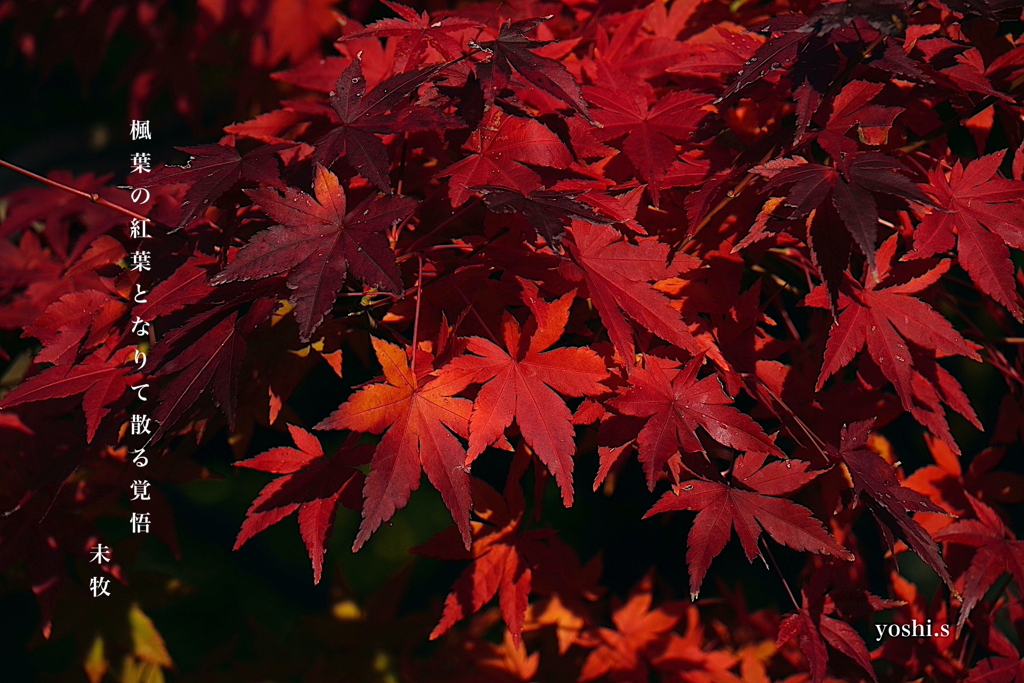 写真句：カラフル写ん歩６：紅葉