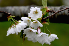 写真掌編：桜の下で 12：いろはにほへど　（投稿４週年）