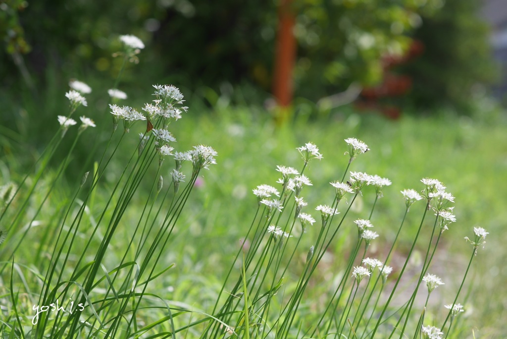 写真句：韮の花咲く