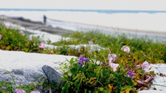 写真エッセイ：海辺の花４：フラワーアレンジメント