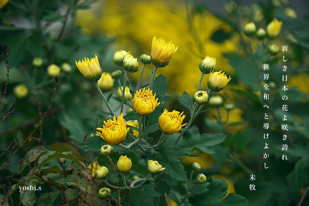 写真歌：咲き誇れ、花