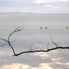 Cayuga Lake10