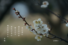 写真句：遠き日の君