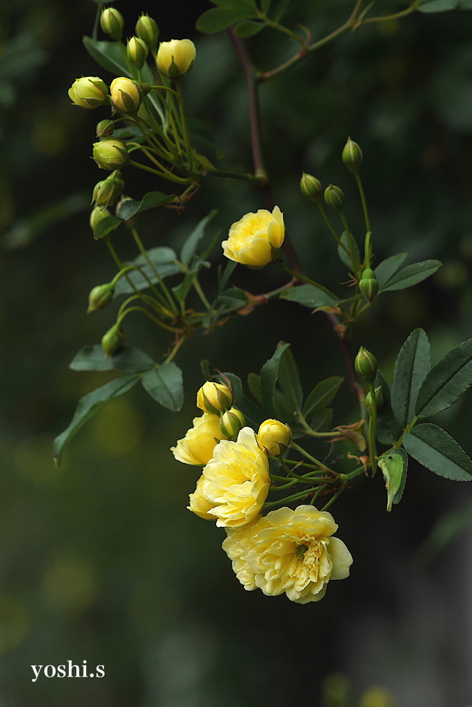 写真句：木香薔薇咲く